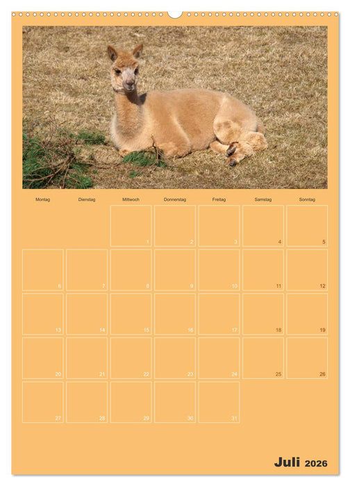 Alpakas zum Verlieben (CALVENDO Premium Wandkalender 2026)