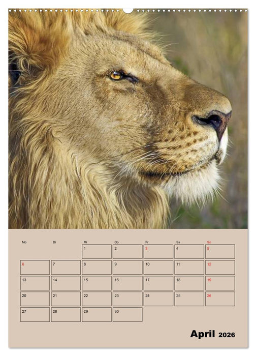 Großkatzen. Raubkatzengesichter (CALVENDO Wandkalender 2026)