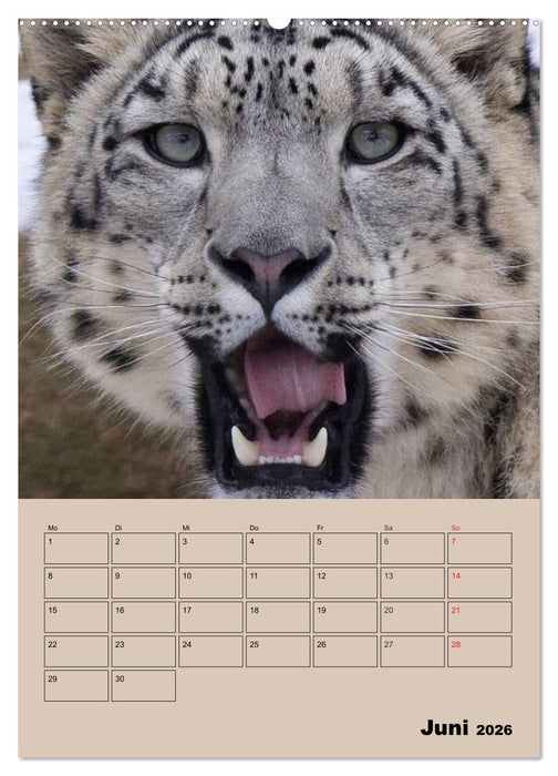 Großkatzen. Raubkatzengesichter (CALVENDO Wandkalender 2026)