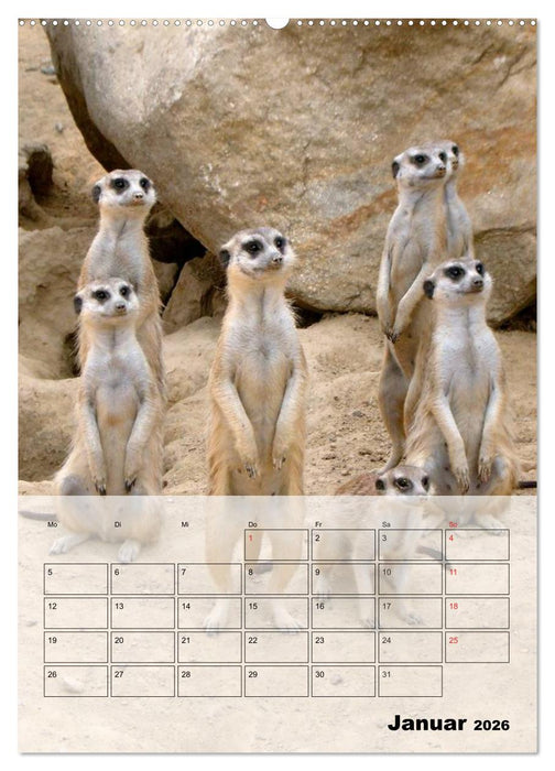Erdmännchen - Afrikas liebenswerte Zwerge (CALVENDO Wandkalender 2026)