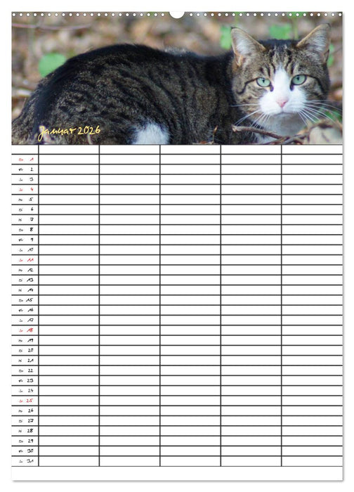 Bauernhoftiere Familienplaner (CALVENDO Wandkalender 2026)