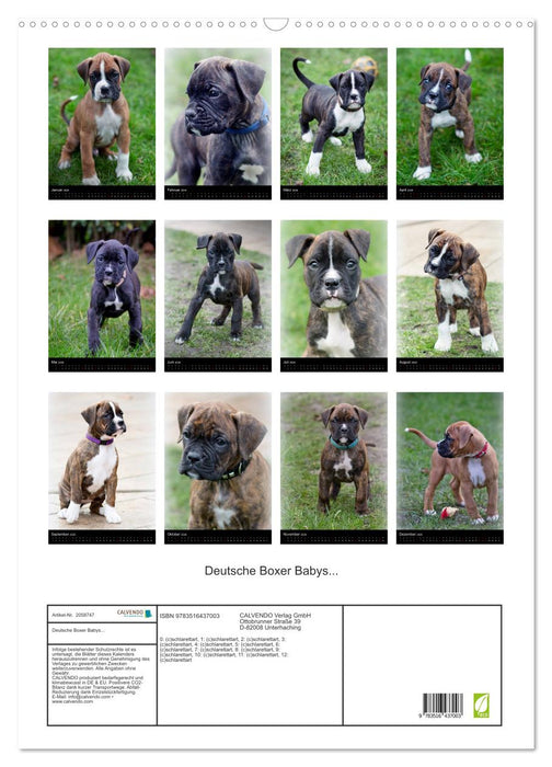 Deutsche Boxer Babys... (CALVENDO Wandkalender 2026)
