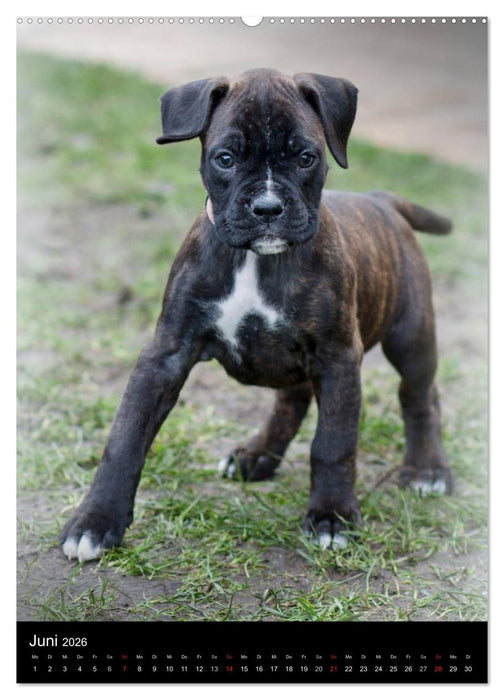 Deutsche Boxer Babys... (CALVENDO Wandkalender 2026)