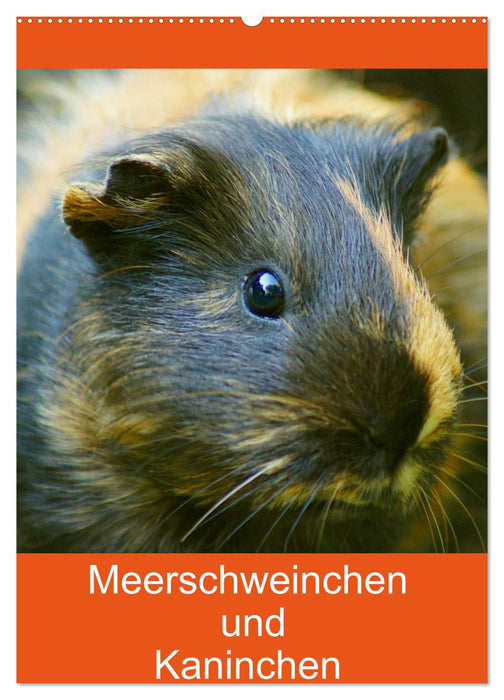 Meerschweinchen und Kaninchen Familienplaner (CALVENDO Wandkalender 2026)