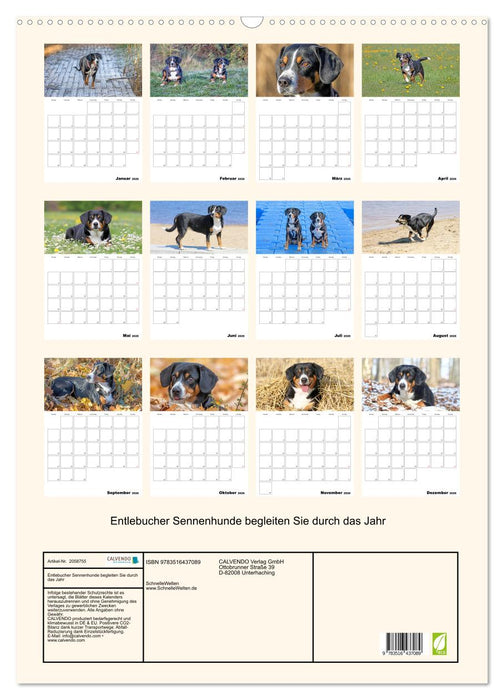 Entlebucher Sennenhunde begleiten Sie durch das Jahr (CALVENDO Wandkalender 2026)