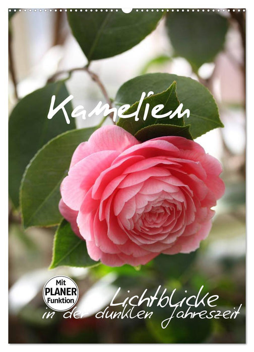 Kamelien Lichtblicke in der dunklen Jahreszeit (CALVENDO Wandkalender 2026)