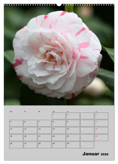 Kamelien Lichtblicke in der dunklen Jahreszeit (CALVENDO Wandkalender 2026)