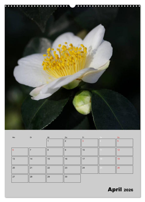 Kamelien Lichtblicke in der dunklen Jahreszeit (CALVENDO Wandkalender 2026)