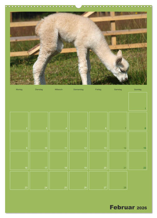 Alpakas zum Verlieben (CALVENDO Wandkalender 2026)