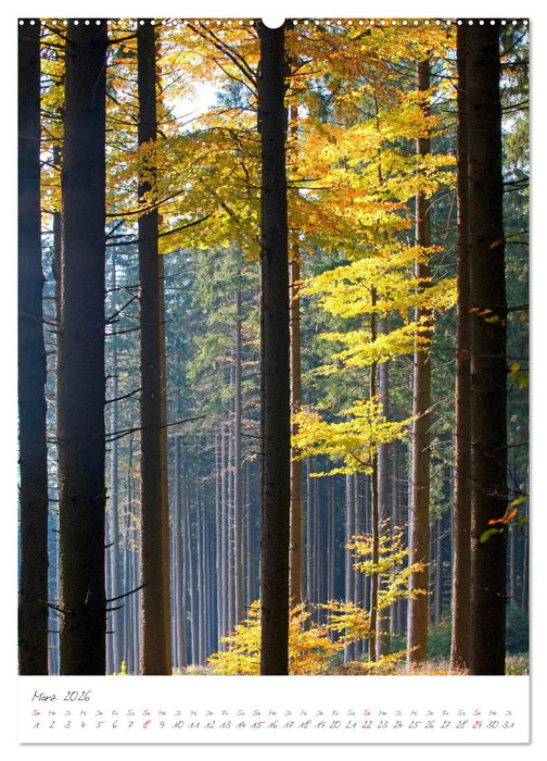 Meine schönsten Bäume (CALVENDO Wandkalender 2026)