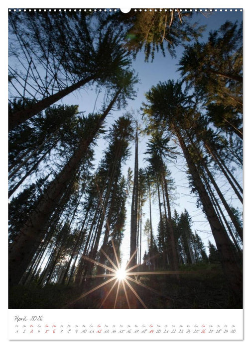 Meine schönsten Bäume (CALVENDO Wandkalender 2026)