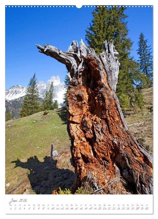 Meine schönsten Bäume (CALVENDO Wandkalender 2026)