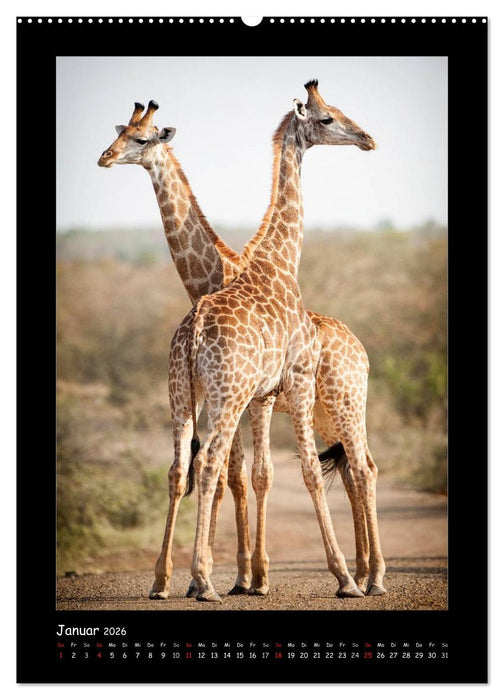 Südafrika und seine Tierwelt (CALVENDO Premium Wandkalender 2026)
