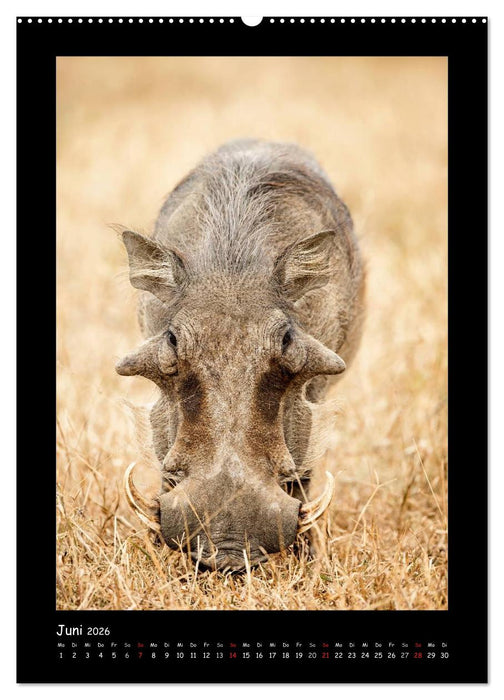 Südafrika und seine Tierwelt (CALVENDO Premium Wandkalender 2026)