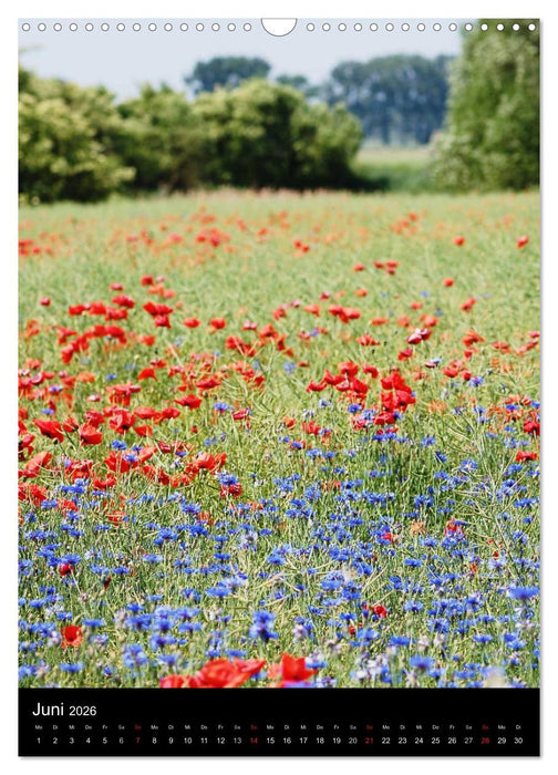 Havelland im Wandel der Jahreszeiten (CALVENDO Wandkalender 2026)