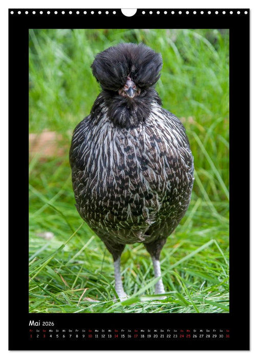 Hühner - starke Charaktere (CALVENDO Wandkalender 2026)