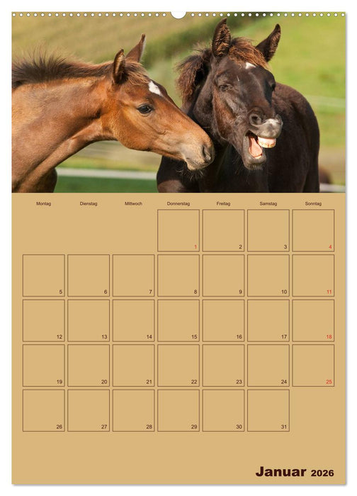 Pferde Gute Freunde (CALVENDO Premium Wandkalender 2026)