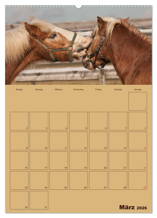 Pferde Gute Freunde (CALVENDO Premium Wandkalender 2026)