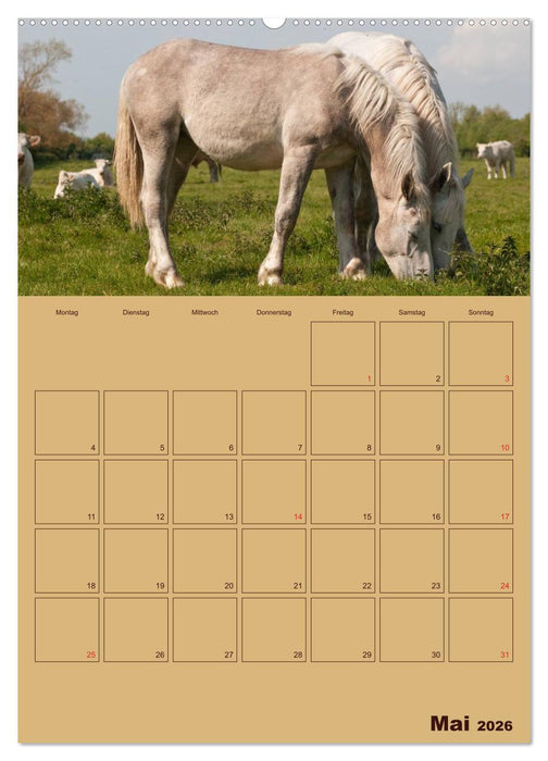 Pferde Gute Freunde (CALVENDO Premium Wandkalender 2026)