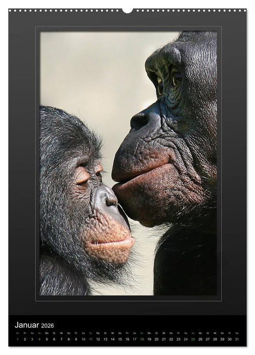 Menschenaffen - Das Antlitz unserer nächsten Verwandten (CALVENDO Premium Wandkalender 2026)