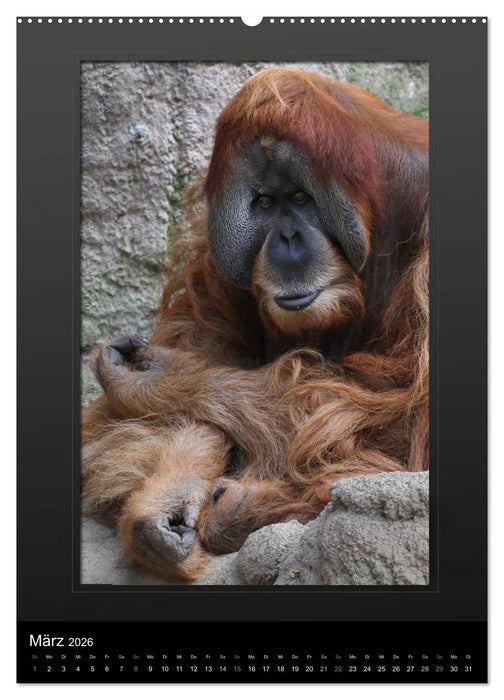 Menschenaffen - Das Antlitz unserer nächsten Verwandten (CALVENDO Premium Wandkalender 2026)