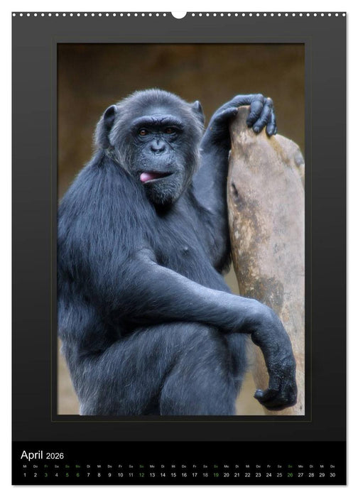 Menschenaffen - Das Antlitz unserer nächsten Verwandten (CALVENDO Premium Wandkalender 2026)