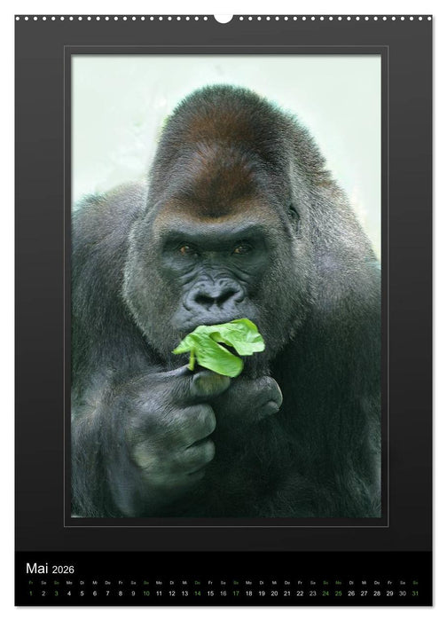 Menschenaffen - Das Antlitz unserer nächsten Verwandten (CALVENDO Premium Wandkalender 2026)