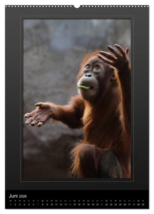 Menschenaffen - Das Antlitz unserer nächsten Verwandten (CALVENDO Premium Wandkalender 2026)