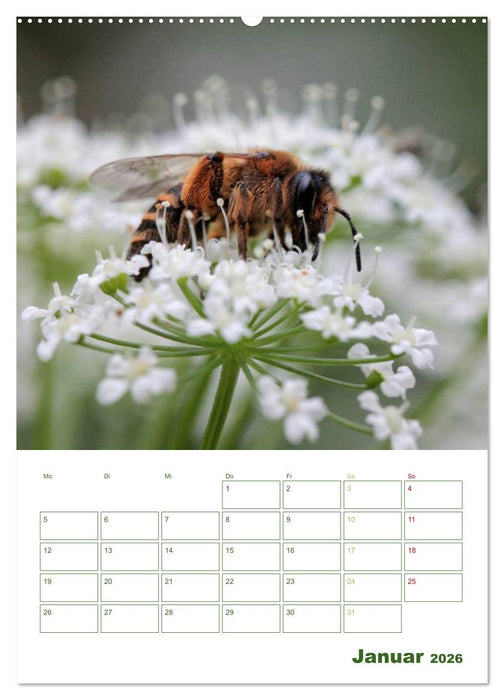 Bienen-Terminplaner 2026 (CALVENDO Wandkalender 2026)