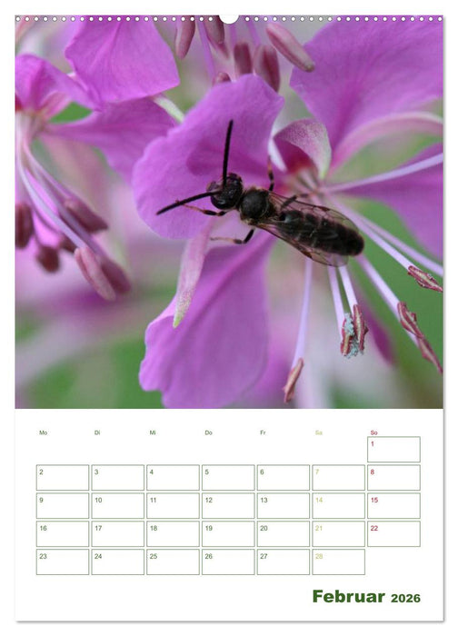 Bienen-Terminplaner 2026 (CALVENDO Wandkalender 2026)