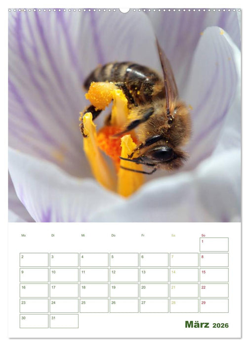 Bienen-Terminplaner 2026 (CALVENDO Wandkalender 2026)
