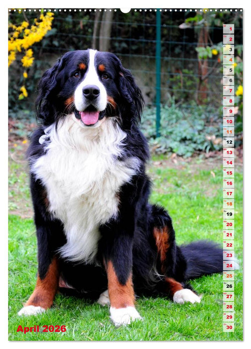 BÄR - Der Berner Sennenhund (CALVENDO Premium Wandkalender 2026)