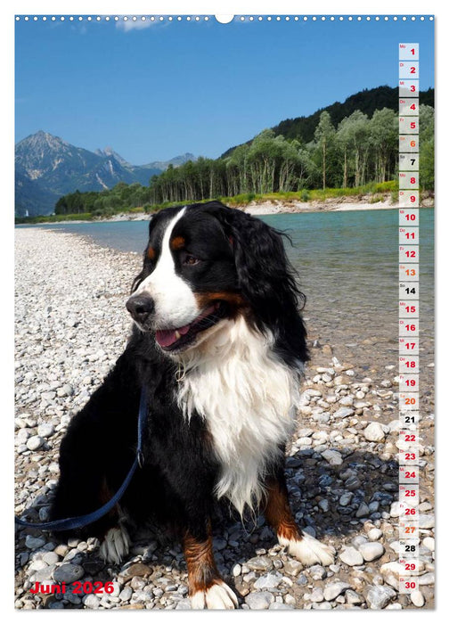 BÄR - Der Berner Sennenhund (CALVENDO Premium Wandkalender 2026)