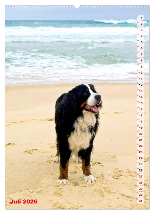 BÄR - Der Berner Sennenhund (CALVENDO Premium Wandkalender 2026)