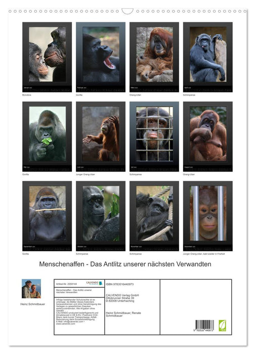 Menschenaffen - Das Antlitz unserer nächsten Verwandten (CALVENDO Wandkalender 2026)