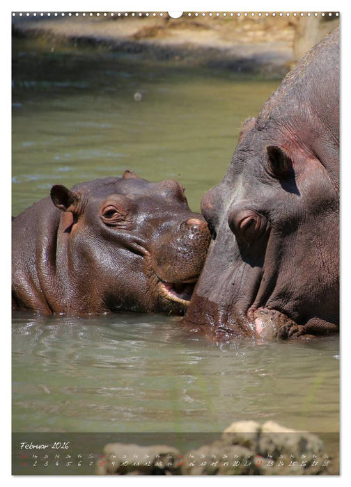 Die Kleinen mit der dicken Haut (CALVENDO Premium Wandkalender 2026)