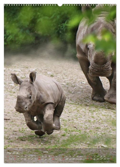 Die Kleinen mit der dicken Haut (CALVENDO Premium Wandkalender 2026)