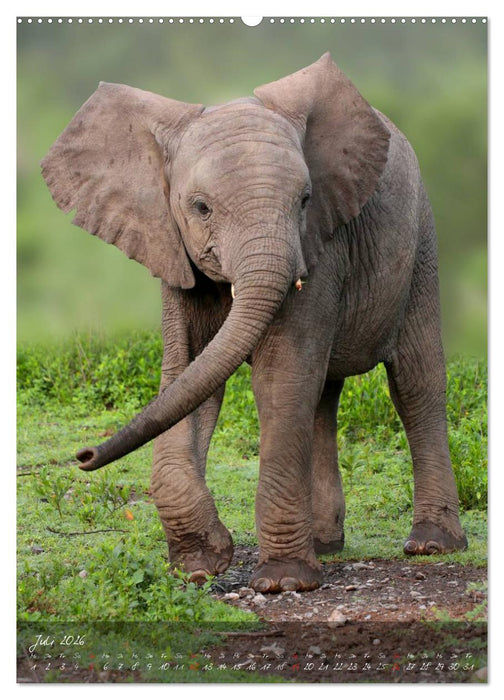 Die Kleinen mit der dicken Haut (CALVENDO Premium Wandkalender 2026)