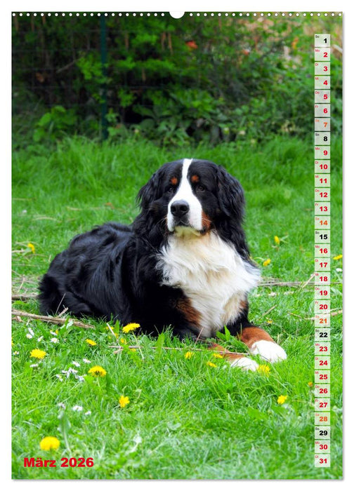 BÄR - Der Berner Sennenhund (CALVENDO Wandkalender 2026)