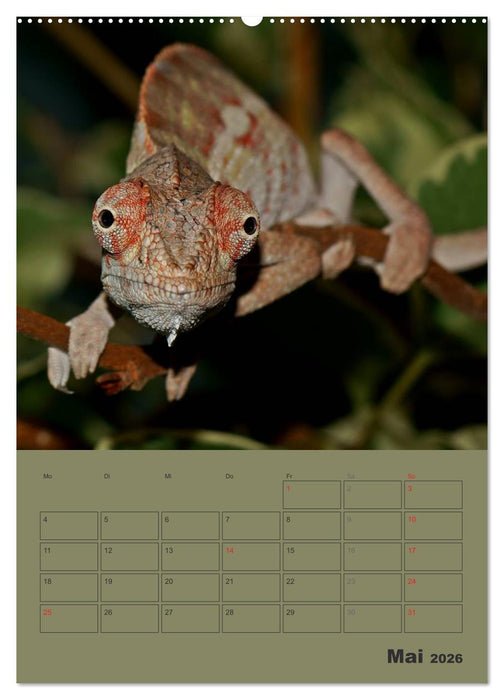 Minidrachen - Die kleinen Nachkommen der Urzeitmonster (CALVENDO Wandkalender 2026)