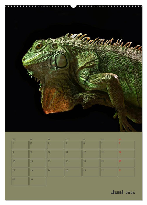 Minidrachen - Die kleinen Nachkommen der Urzeitmonster (CALVENDO Wandkalender 2026)