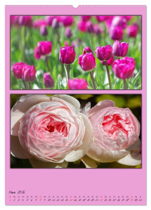 Farbtupferl der Natur (CALVENDO Wandkalender 2026)