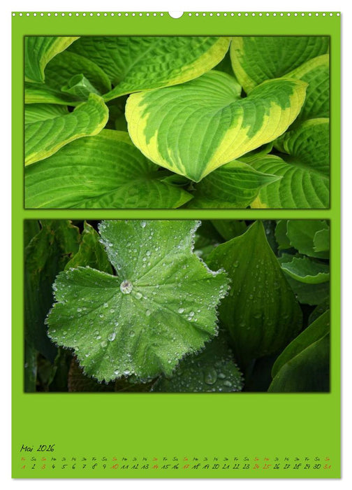 Farbtupferl der Natur (CALVENDO Wandkalender 2026)