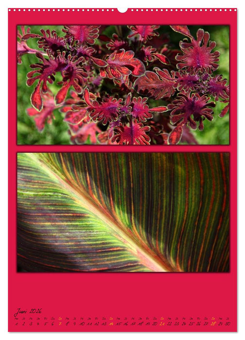 Farbtupferl der Natur (CALVENDO Wandkalender 2026)