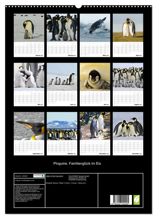 Pinguine. Familienglück im Eis (CALVENDO Premium Wandkalender 2026)