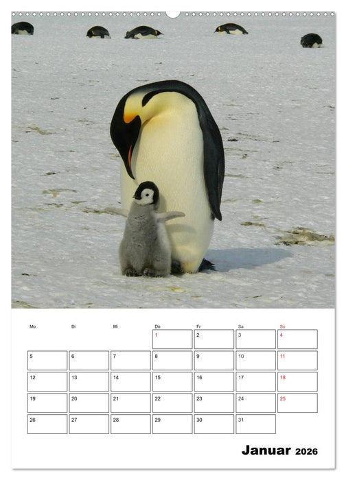 Pinguine. Familienglück im Eis (CALVENDO Premium Wandkalender 2026)