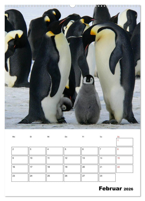 Pinguine. Familienglück im Eis (CALVENDO Premium Wandkalender 2026)