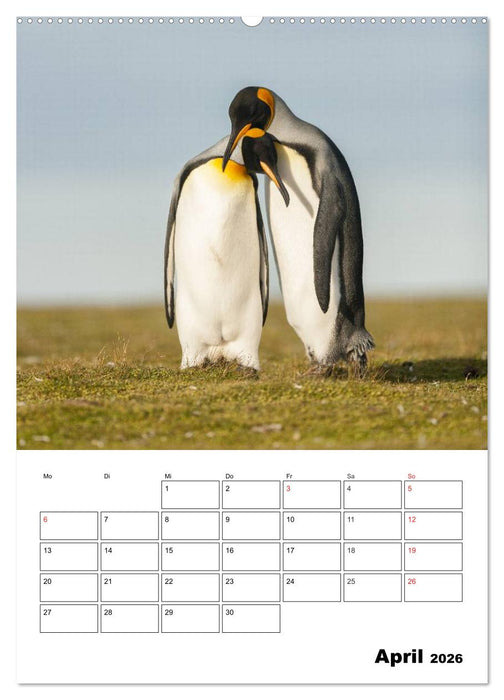 Pinguine. Familienglück im Eis (CALVENDO Premium Wandkalender 2026)