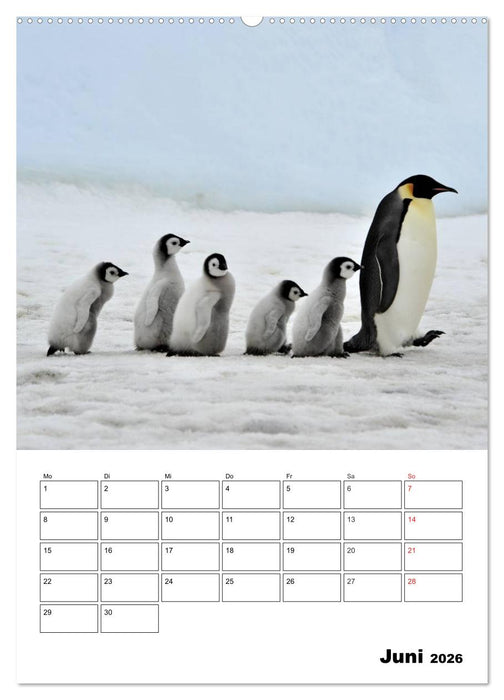 Pinguine. Familienglück im Eis (CALVENDO Premium Wandkalender 2026)