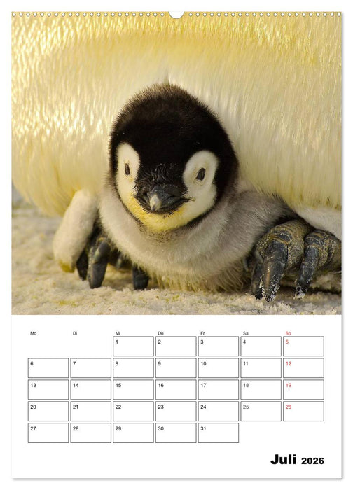 Pinguine. Familienglück im Eis (CALVENDO Premium Wandkalender 2026)